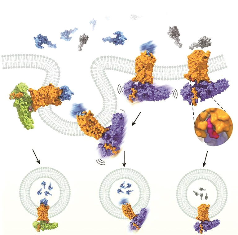 GPR1与阻遏蛋白的复合物结构示意图